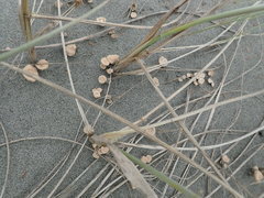 Paramarasmius mesosporus