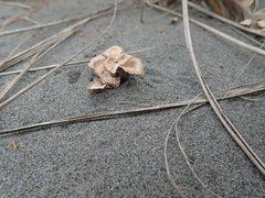 Paramarasmius mesosporus