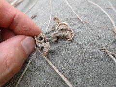 Paramarasmius mesosporus