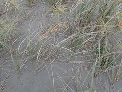 Paramarasmius mesosporus