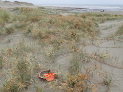 Paramarasmius mesosporus