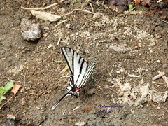 Protographium epidaus