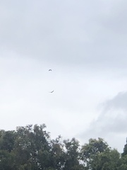 Corvus brachyrhynchos