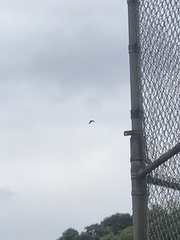 Corvus brachyrhynchos