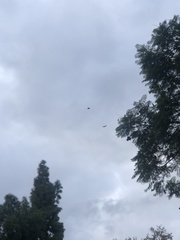 Corvus brachyrhynchos