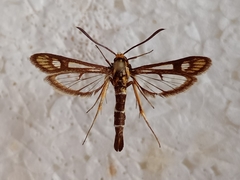 Chamaesphecia astatiformis