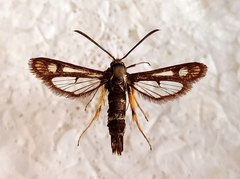 Chamaesphecia astatiformis