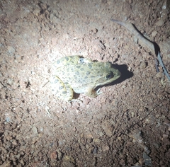 Hoplobatrachus crassus