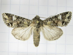 Mamestra configurata