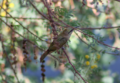 Merops viridissimus