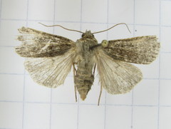 Euxoa comosa