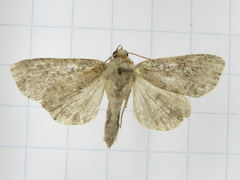 Parastichtis suspecta