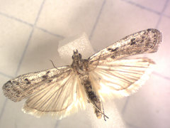 Phycitodes mucidella