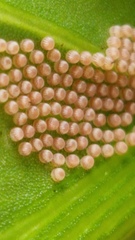 Lepidoptera