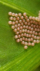 Lepidoptera