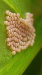 Lepidoptera