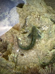 Istiblennius zebra