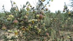Roepera spinosa