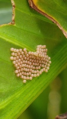 Lepidoptera