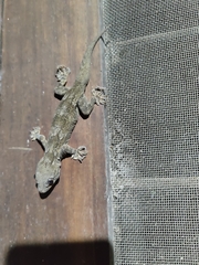 Hemidactylus flaviviridis