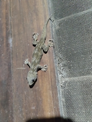 Hemidactylus flaviviridis