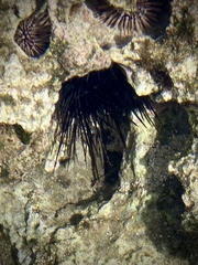 Echinothrix diadema