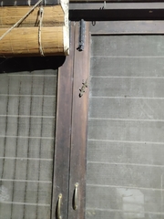 Hemidactylus flaviviridis