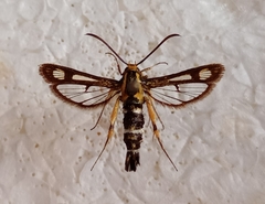 Chamaesphecia astatiformis