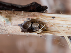 Pseudomogrus bactrianus