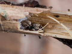 Pseudomogrus bactrianus