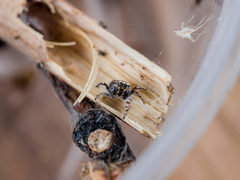 Pseudomogrus bactrianus