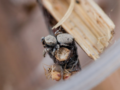 Pseudomogrus bactrianus