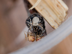 Pseudomogrus bactrianus