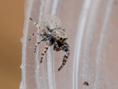 Pseudomogrus bactrianus