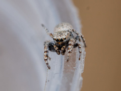 Pseudomogrus bactrianus