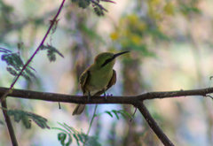Merops viridissimus