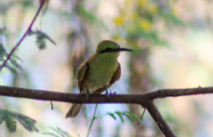 Merops viridissimus