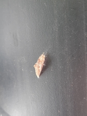 Lepidoptera