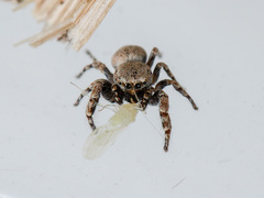 Pseudomogrus bactrianus