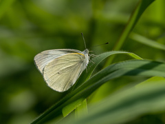 Pieris canidia