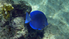 Acanthurus coeruleus