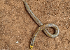 Uropeltis ellioti