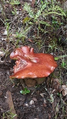 Phylloporus pelletieri