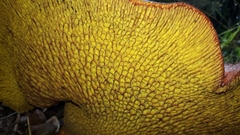 Phylloporus pelletieri