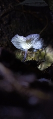 Calocybe cyanella