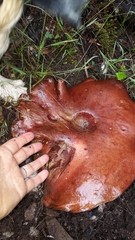 Phylloporus pelletieri