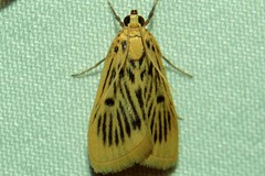 Furcivena strigiferalis