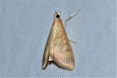 Crypsiptya coclesalis