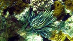 Condylactis gigantea