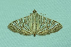 Glyphodes multilinealis